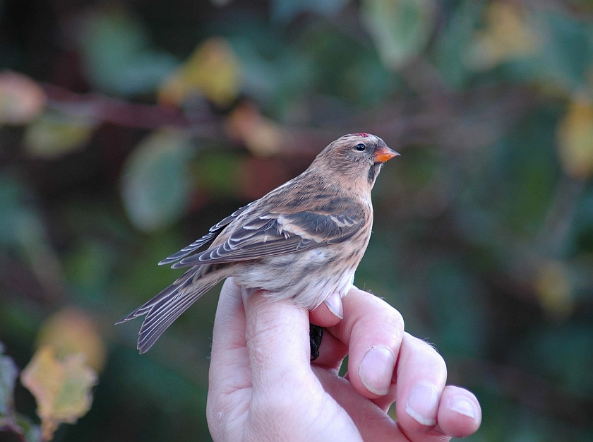 Common Redpoll, Sundre 20051015